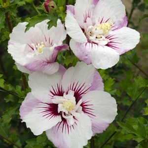 Hibiscus Fiji Tree